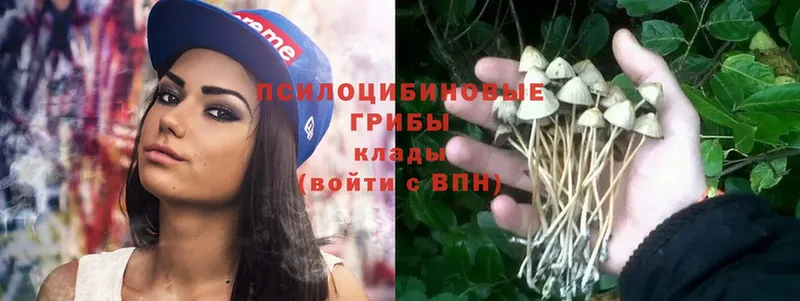 купить   Горбатов  Галлюциногенные грибы Psilocybe 